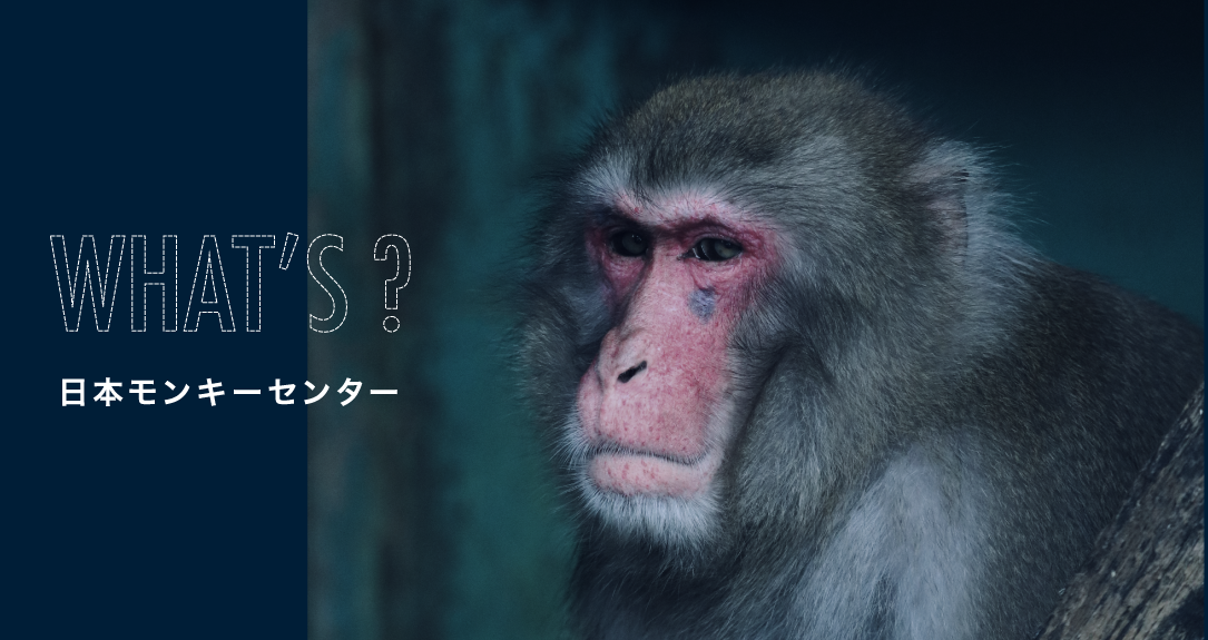 WHAT'S?日本モンキーセンター