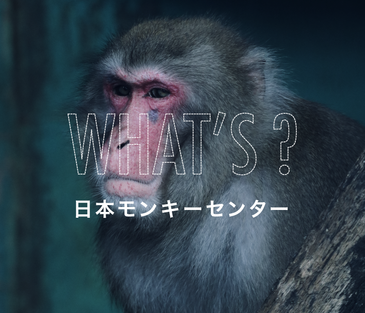 WHAT'S?日本モンキーセンター