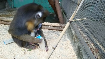 マンドリル