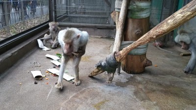 マントヒヒ