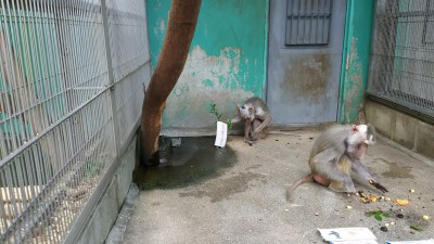 マントヒヒ