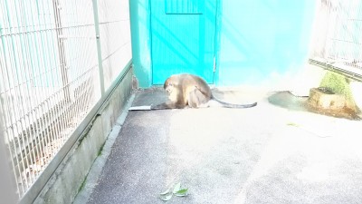 ゴールデンマンガベイ