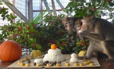 鏡餅とカニクイザル