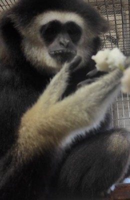 gibbon