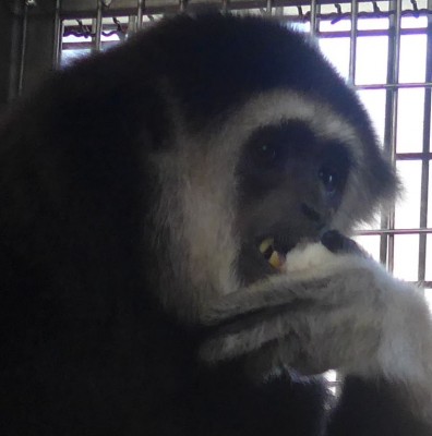 gibbon2