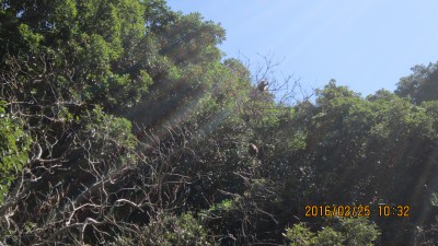 幸島のサル