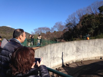 ヒヒの城のエンリッチメント体験