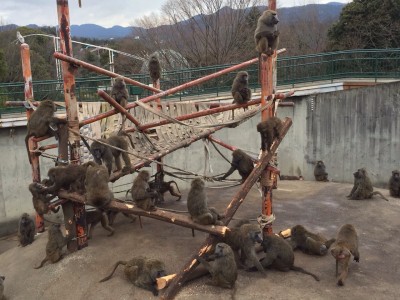 ヒヒの城櫓設置