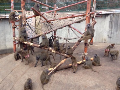 ヒヒの城櫓設置