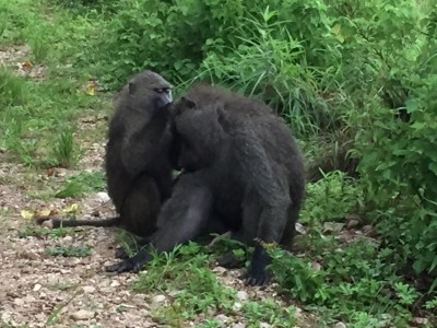 タンザニア研修4