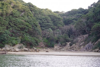 幸島オオドマリ浜