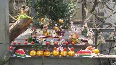 チンパンジーの誕生日会