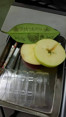 タラヨウ