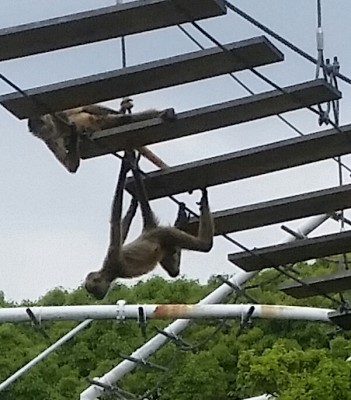 ぶら下がるクモザル