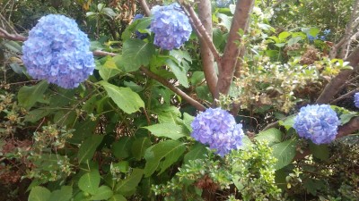 アジサイが咲きました