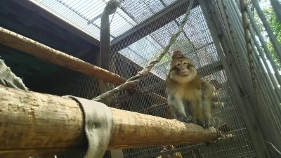 こどもの面倒をみる大人オス