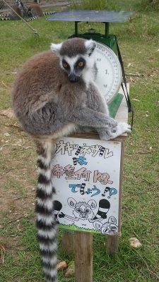 ワオキツネザルが体重計になかなか乗りません