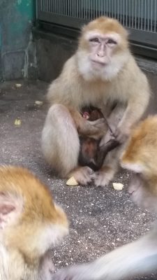 バーバリマカク赤ちゃんがお母さんに抱かれている