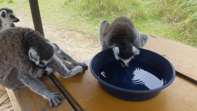 お皿の水を飲むワオキツネザル