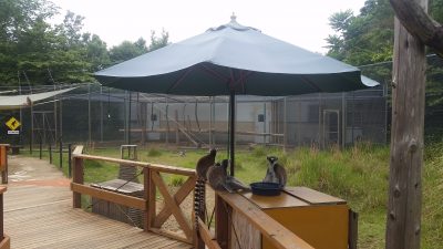 梅雨の晴れ間にワオキツネザル