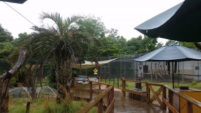 雨の日のワオキツネザル