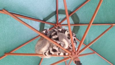 パラソルの下で雨宿りワオキツネザル