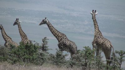 タンザニア マサイキリン