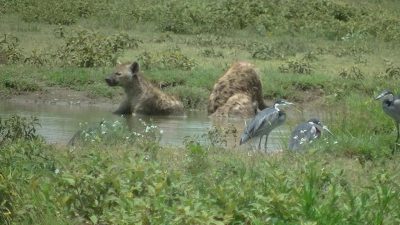 タンザニア ハイエナ