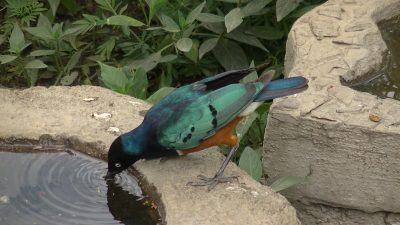 タンザニア 鳥