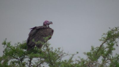 タンザニア ハゲワシ