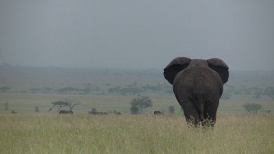 タンザニア アフリカゾウ