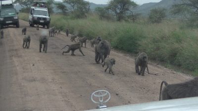 タンザニア アヌビスヒヒ