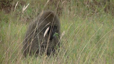 タンザニア アヌビスヒヒ