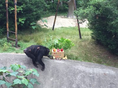 マルコキウイを食べる