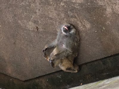 ヒヒの城 寝相