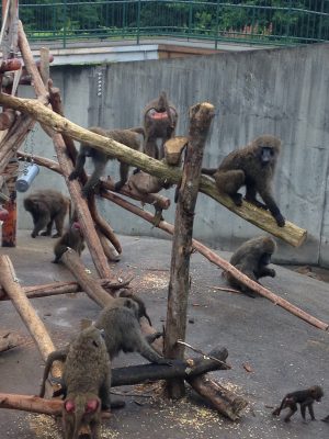ヒヒの城 やぐら
