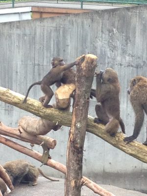 ヒヒの城 やぐらをかじるコドモ