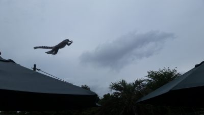 跳んでるワオキツネザル