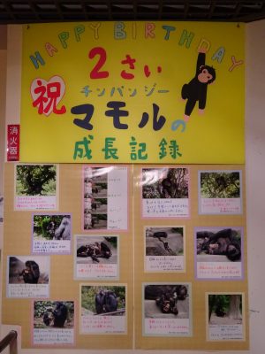 展示　マモルの成長記録