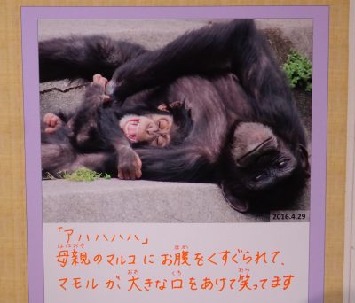 マモルの成長記録からの1枚