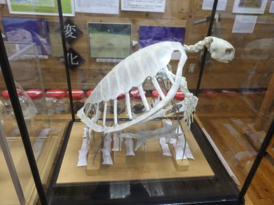 ウミガメ標本