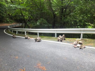ヤクニホンザル