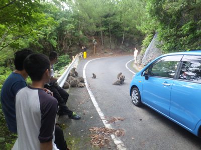 ヤクザル観察