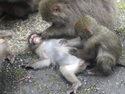 ヤクザル毛づくろい