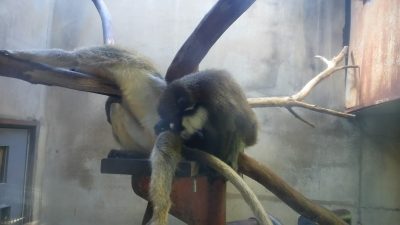 ハイチュウがクミに毛づくろい