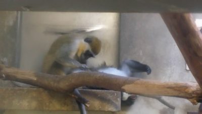 クミがハイチュウに毛づくろい