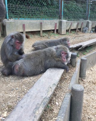 ヤクニホンザル休む