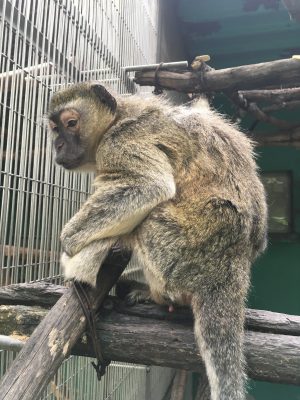 マルブラウクモンキー ウッディ