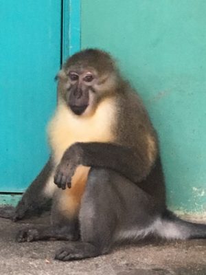 ゴールデンマンガベイ リート