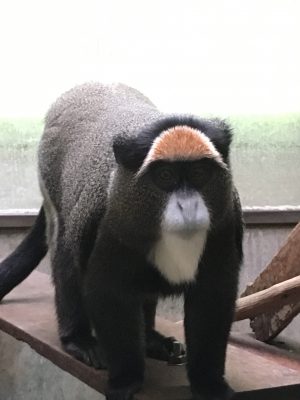 ブラッザグエノン バタコ